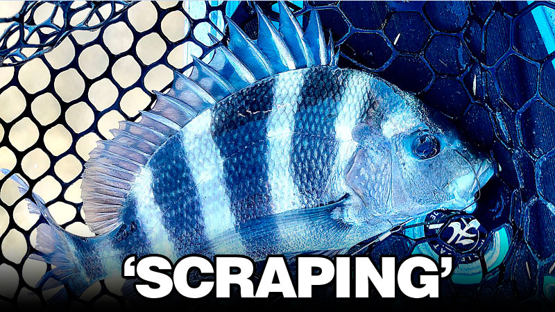 Fishermen should try scraping barnacles and oysters off pier posts and seawalls to chum sheepshead into biting this September.