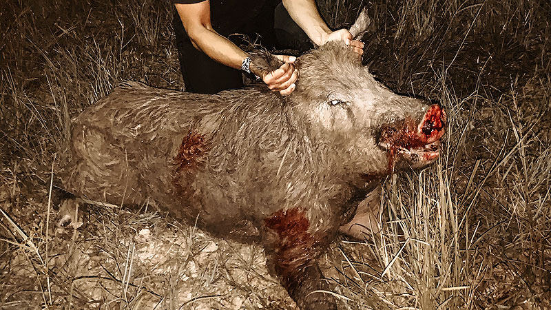 My first pig shot Sunday, September 13th in Pearl River Louisiana in St. Tammany Parish at 100 yards with a thermal scope.