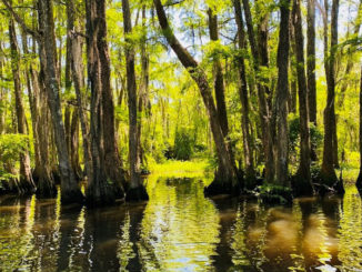 This photo, "Peace (Tchefuncte River)," by Olivia Currier of Covington, placed 1st in the Youth Category.