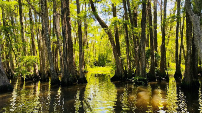 This photo, "Peace (Tchefuncte River)," by Olivia Currier of Covington, placed 1st in the Youth Category.