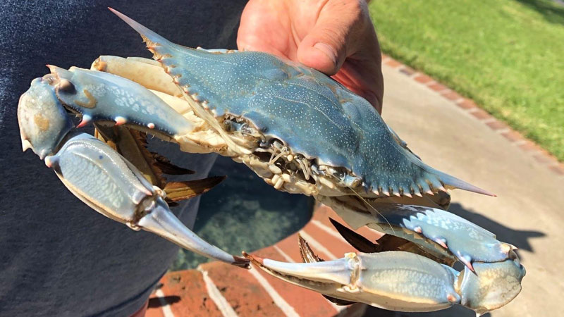 Rare blue crab
