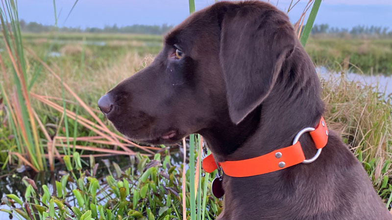 Teal hunt with Cali