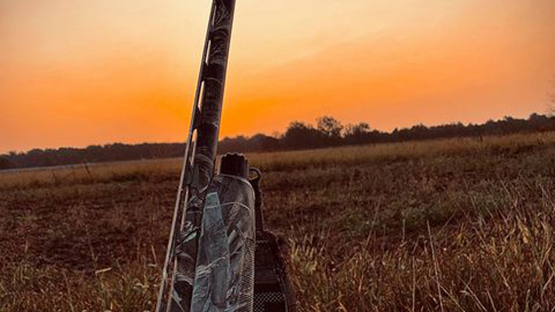 Dove hunt morning sky