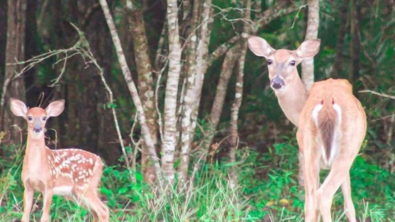 Doe and fawn