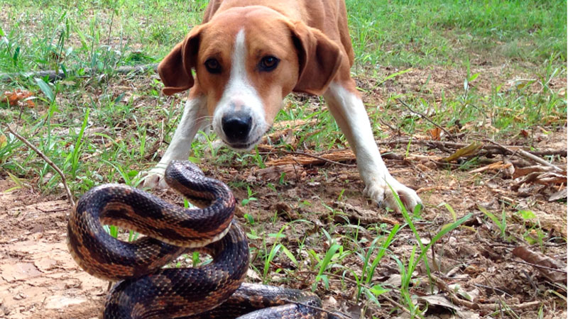 Snake catcher