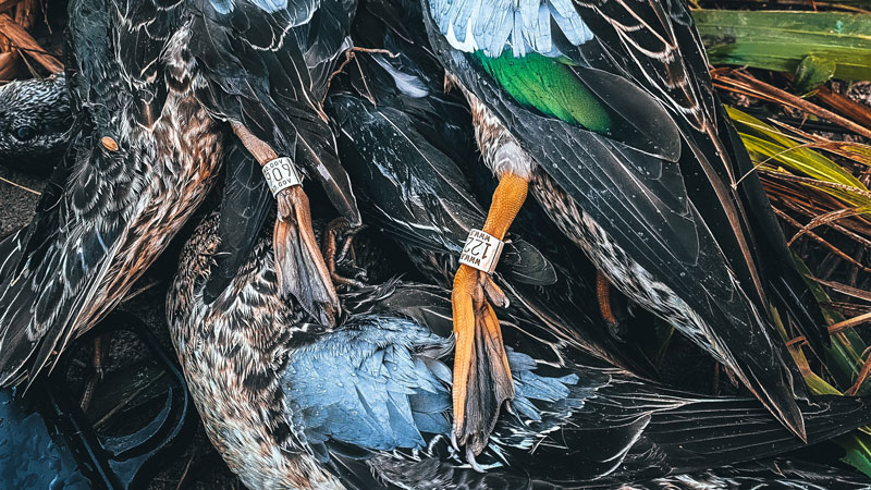 Canadian banded teal