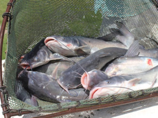 Catfish being stocked in a Get Out & Fish! pond.