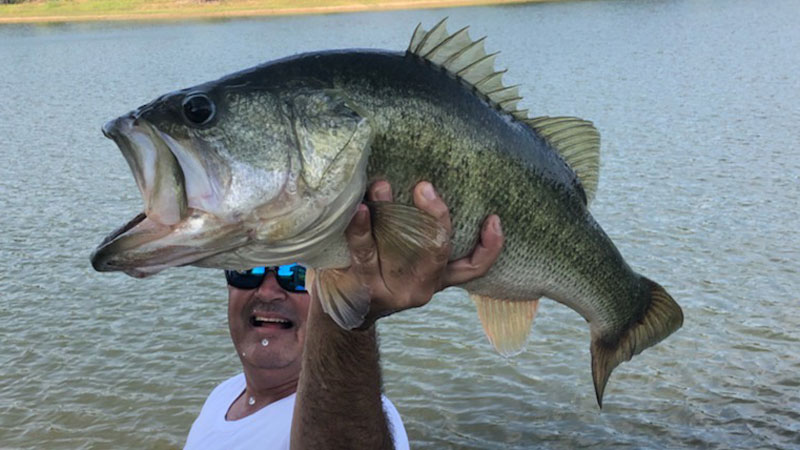 Monster bass