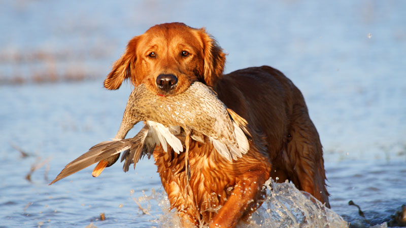 Ridge retrieves pintail hen