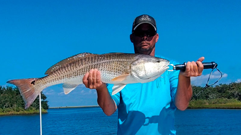 Steve's Pointe Aux Chenes bull redfish