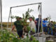 Volunteers unload mangrove bushes for planting at Queen Bess Island Refuge.