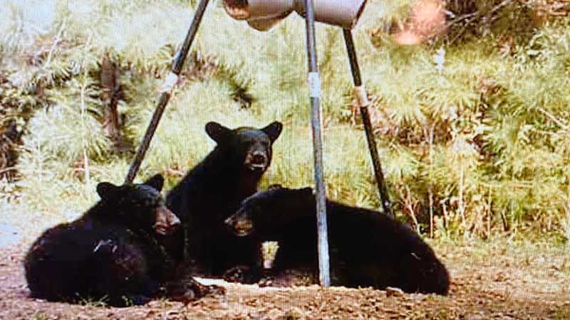 Bear feeder