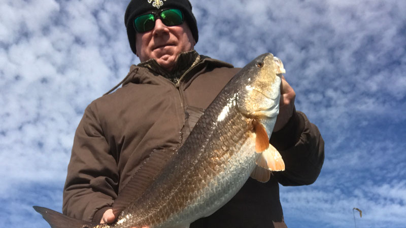 Lafitte marsh redfish
