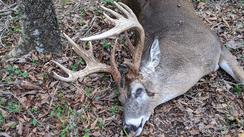 Swartz's Greg McMullen took a big 13-point Ouachita Parish buck while hunting with his son, Bennett, on Nov. 27.