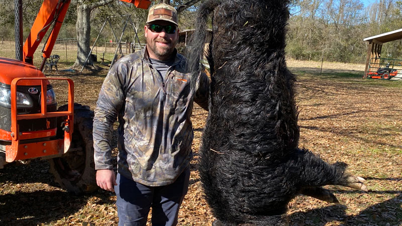 Giant boar
