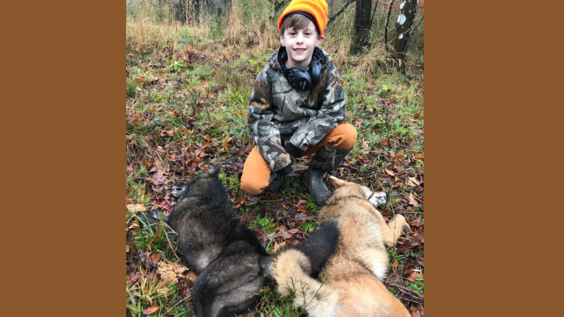 Two coyotes