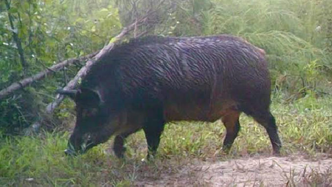 Matt Talbert was hunting on the Struttin’ Buck Hunting Club when he killed this nearly 300-pound big hog nicknamed Mr. T.