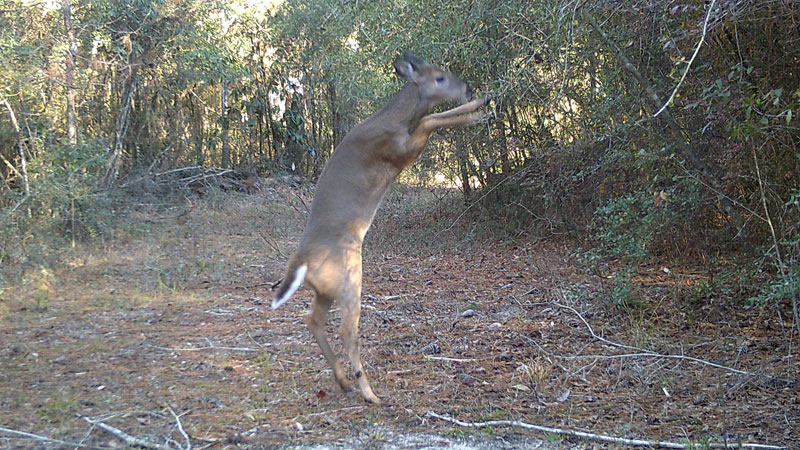 Jumping for joy?