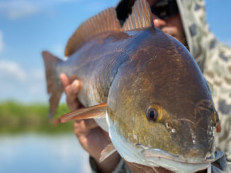When you have a bull red like this in your hands, you know you’ve passed the Redfishology course.