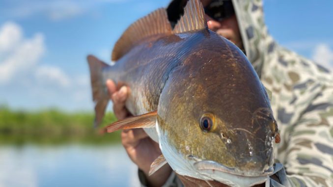 When you have a bull red like this in your hands, you know you’ve passed the Redfishology course.