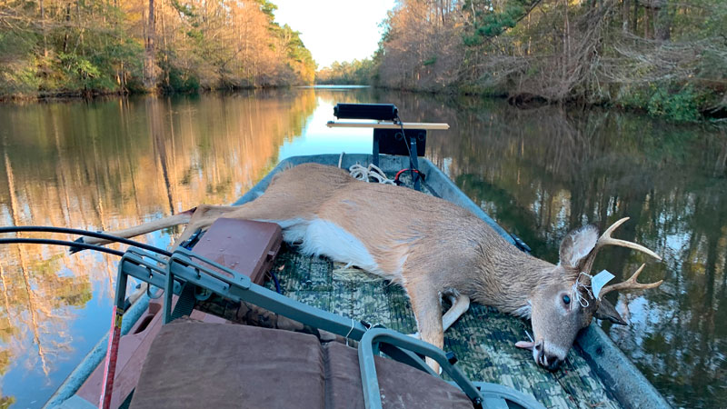 St. Tammany Parish buck