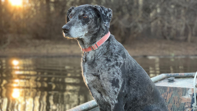 Duck dog Juliet