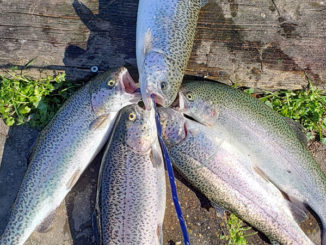 An angler shows off his rainbow trout stringer caught during the 2020 winter stocking at Get Out and Fish! Girard Park in Lafayette.