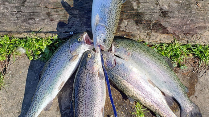 An angler shows off his rainbow trout stringer caught during the 2020 winter stocking at Get Out and Fish! Girard Park in Lafayette.