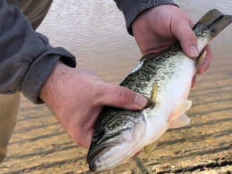 Approximately 1,200 Florida largemouth bass, like the one pictured here, have been stocked into Bundick Lake.
