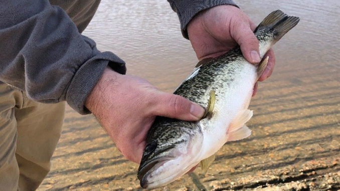 Approximately 1,200 Florida largemouth bass, like the one pictured here, have been stocked into Bundick Lake.