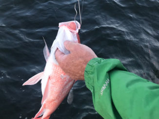 A red snapper with barotrauma being released using an inverted hook. (Photo courtesy LDWF)