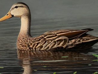 The winning entry, from John Nelson Harris, in the 2021 Louisiana Waterfowl Conservation Stamp Competition.