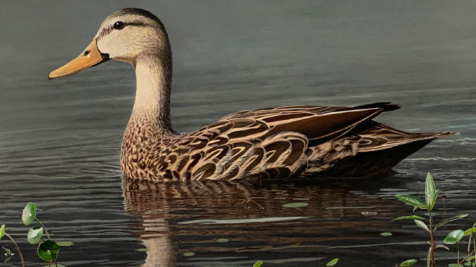 The winning entry, from John Nelson Harris, in the 2021 Louisiana Waterfowl Conservation Stamp Competition.