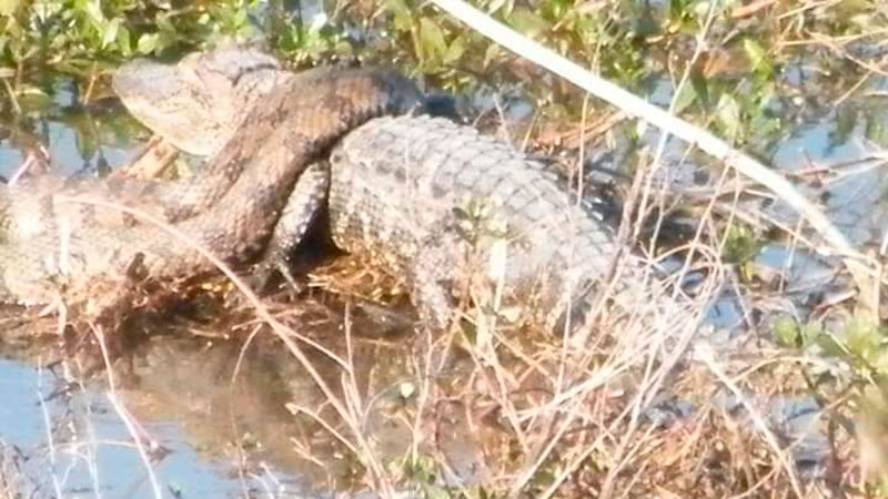 Larto Lake wildlife