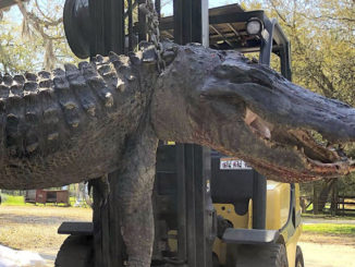 This gator was harvested by Ned McNeely during a private land hunt in April 2021. (Photo courtesy of Cordray's Processing)