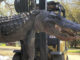 This gator was harvested by Ned McNeely during a private land hunt in April 2021. (Photo courtesy of Cordray's Processing)