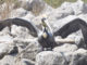 The brown pelican photographed by LDWF biologist Casey Wright on Queen Bess Island in March 2021. (Photo courtesy LDWF)