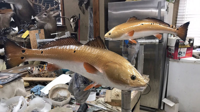 Part of a taxidermist’s job is to duplicate the colors of the fish when it was still swimming.