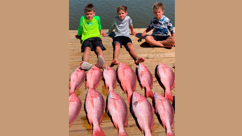 snapper