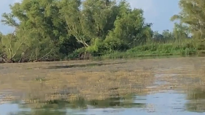 (Photo courtesy Knapper Tim)