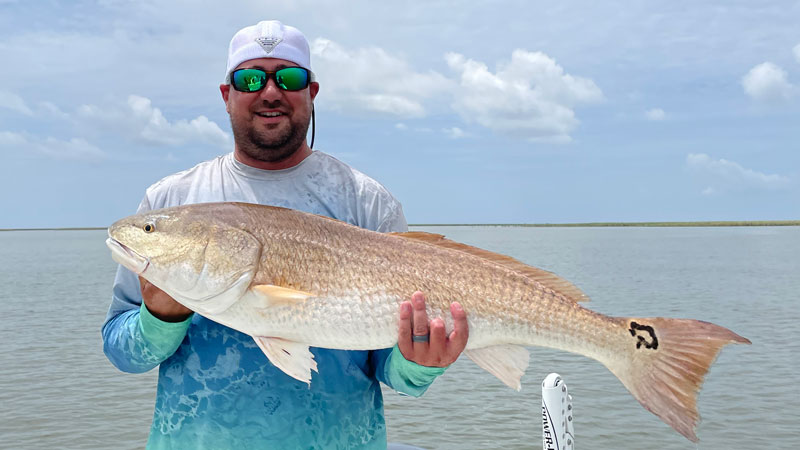 Beautiful 40-inch bull red