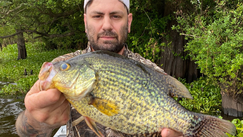 Henderson Lake sac-a-lait