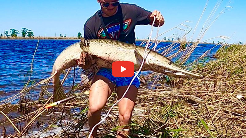 Giant gar in Lake Maurepas