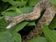 wildlife