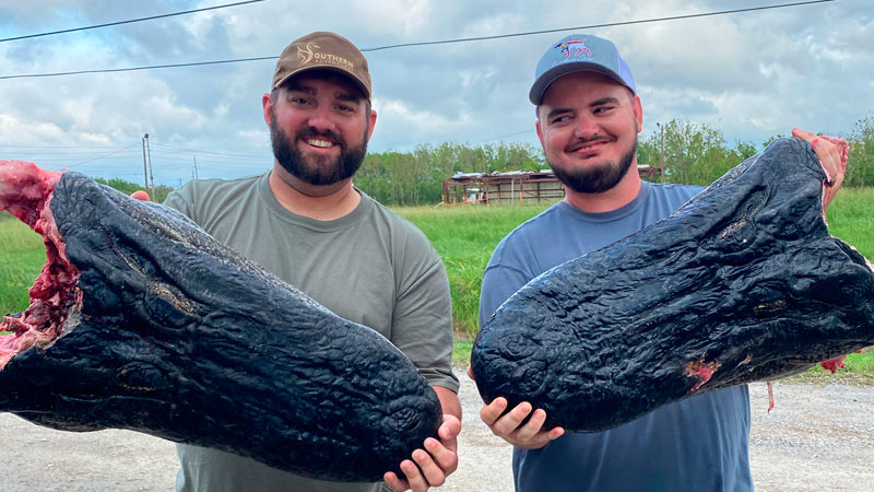 Southern Adventures alligators