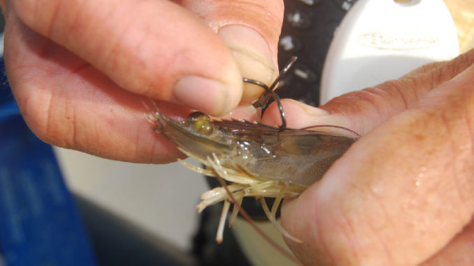 A treble hook has a smaller profile, so fish are usually hooked deeper than with kahle hooks.