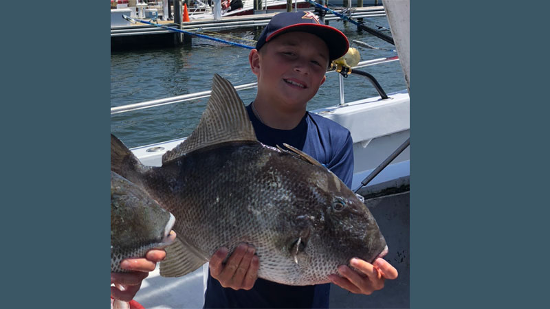 Cade's triggerfish