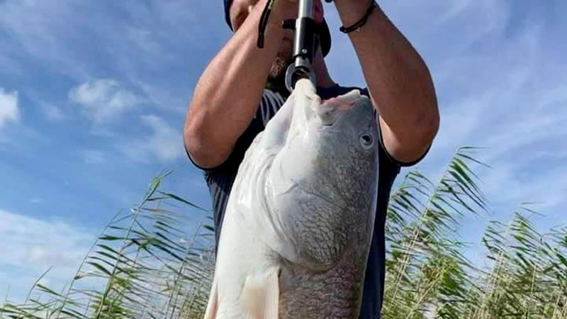 Monster bull red