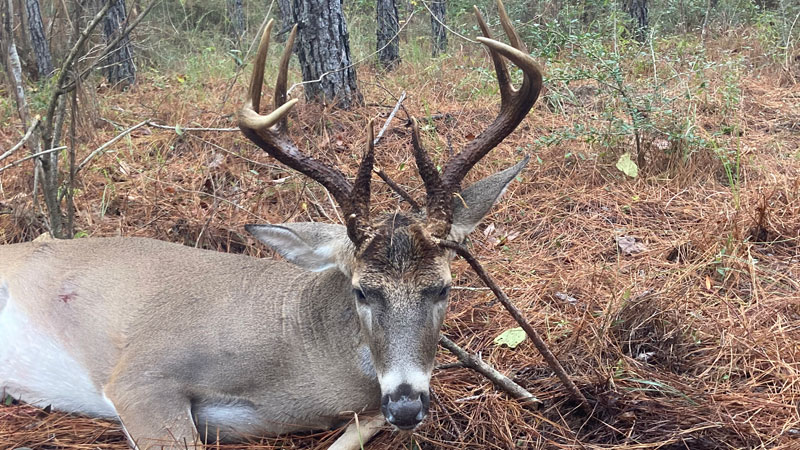 Sabine Parish buck