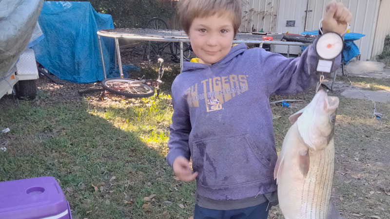 Big striped bass